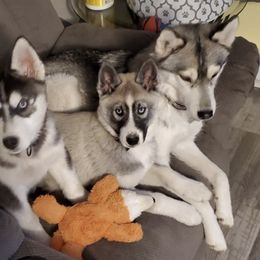 Siberian Huskies from Pure Michigan Family Raised Huskies