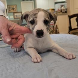 Whippet Puppies from Affinity Whippets
