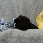 Mudi Puppies from Magik Mudi Kennel