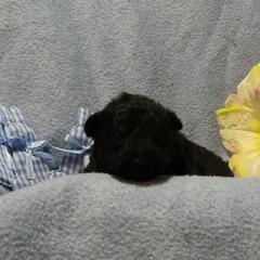 Mudi Puppies from Magik Mudi Kennel