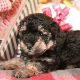 Poodle Puppies from Dundee Dandy Poodles