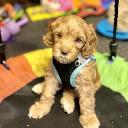 Beth - Caramel red Australian Labradoodle puppy in Sun City, Arizona from Blue Line Doodles of Arizona