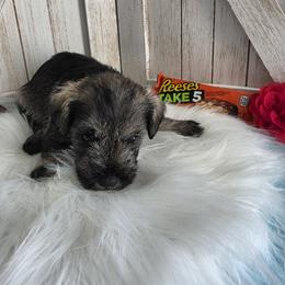 Take 5 - Salt and pepper female Miniature Schnauzer puppy in Rosemount, Minnesota from Weiland's Ruby