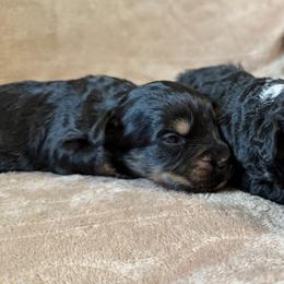 Walt - Phantom male Bernedoodle puppy in Warrensburg, Missouri from Dreamer Ridge Puppies
