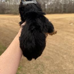Boy number 2 - Black and tan male Yorkshire Terrier puppy in Statham, Georgia from The Yorkie Love Shack
