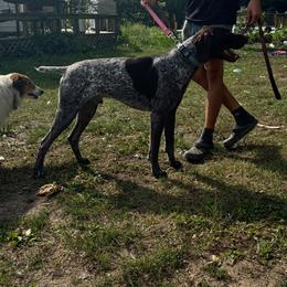 Hank - German Shorthaired Pointer