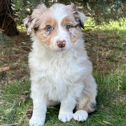 Teal Collar Boy - Red merle male Australian Shepherd puppy in Van Wert, Ohio from Northwest Ohio Aussies