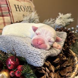 Nolan - White male Boxer puppy in Lago Vista, Texas from Love and Loyalty Boxers
