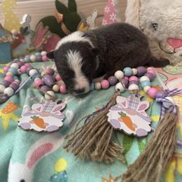 Spot On Pooh - White and seal male Border Collie puppy in Avondale, Louisiana from Spot On Border Collies