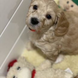 Goldendoodle Puppies from Salty River Doodles