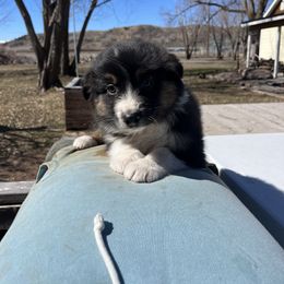 American Corgi and Australian Shepherd Puppies from KC Bar