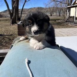American Corgi and Australian Shepherd Puppies from KC Bar