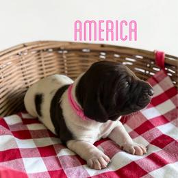 America - Liver and white female German Shorthaired Pointer puppy in Polk City, Florida from Yates’ GSP