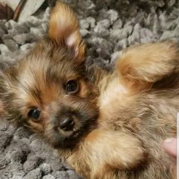 Lil Bit - Gold female Yorkshire Terrier puppy in Hot Springs, Arkansas from Kimberly's Lovable Littles
