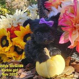 Mary Jane - Black and gold female Yorkshire Terrier puppy in Dallas, North Carolina from Mandy's Miracles