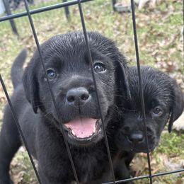Labrador Retriever Puppies from Whiskey Mountain Labradors