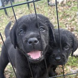 Labrador Retriever Puppies from Whiskey Mountain Labradors