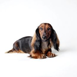 Sundae - Dachshund