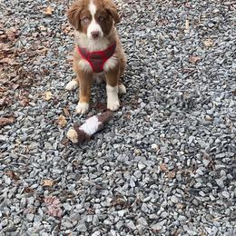 Miniature Australian Shepherd Puppies from Wes Whitehead