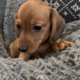Haislee Rose - Red female Dachshund puppy in Chesterfield, Virginia from Dachshund’s of Elko Farms