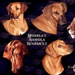 Rhodesian Ridgebacks from Mandela's Amandla Ridgebackz