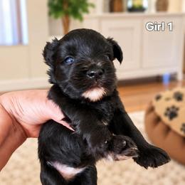 Sweet Pup's Tootsie Roll - Black female Miniature Schnauzer puppy in North Zulch, Texas from Sweet Pup Schnauzers