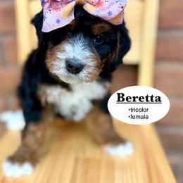 Beretta - Tri-color female Bernedoodle puppy in Jackson, Mississippi from T.M. Poodles & Doodles