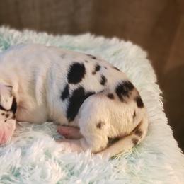 Great Dane Puppies from Gentle Giants of Tennessee Great Danes
