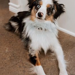 Australian Shepherds from Robertson’s Stud Service