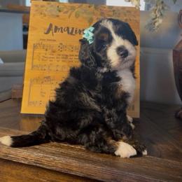 Eleven - Tri-color female Bernedoodle puppy in Cartersville, Georgia from Simply Blessed Doodles