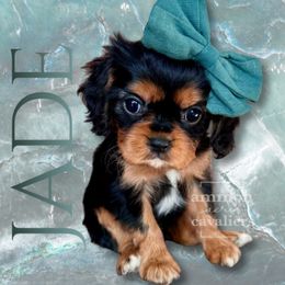 Jade - Black and tan female Cavalier King Charles Spaniel puppy in Ammon, Idaho from Ammon Acres Cavaliers