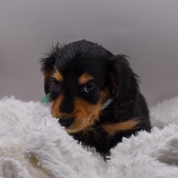 Green collar female - Black and tan female Dachshund puppy in Maurice, Louisiana from Hart Dachshunds