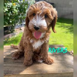 Rivers - Red  male Goldendoodle puppy in Glendale, Arizona from Follow Your Bliss Doodles