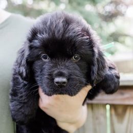 Newfoundlands from New Found Life