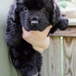 Newfoundlands from New Found Life