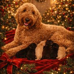 Double Doodle Puppies from Rock Creek Doodles