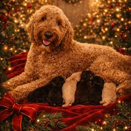 Double Doodle Puppies from Rock Creek Doodles