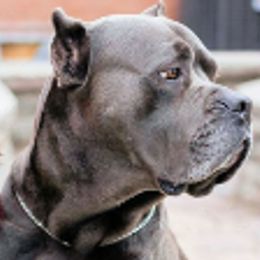 Cane Corso from C&I Elite Cane Corso
