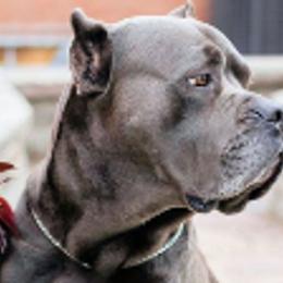 Cane Corso from C&I Elite Cane Corso
