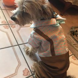 Assorted Doodle Crosses, Double Doodle, Maltipoo, Morkie, and Yorkipoo Puppies from Danza Bolo