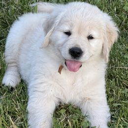 Golden Retriever Puppies from Kaczara Farm Goldens