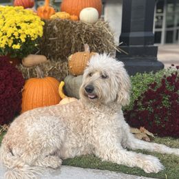 Daisy - Goldendoodle