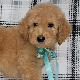 Poodles from Isabella's Babies