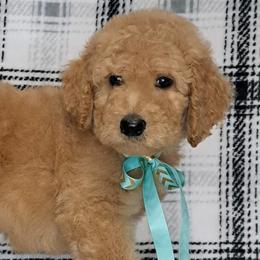 Poodles from Isabella's Babies