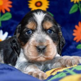 Butterfly - Black white and tan female English Springer Spaniel puppy in Chapmansboro, Tennessee from Balthrop Bend Farms