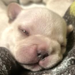 Rafferty - Cream male French Bulldog puppy in Dubois, Idaho from White Hippo Frenchies