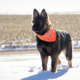 German Shepherd Puppies from Journey's German Shepherds (Kennel Vom Himmel)