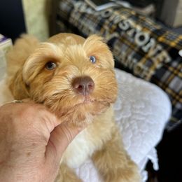 Todd - Wheaten male Miniature Schnauzer puppy in Big Point, Mississippi from Lorraine's Miniature Schnauzers