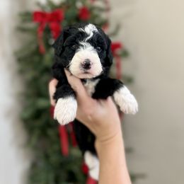 Tux - Black male Goldendoodle puppy in Upper Sandusky, Ohio from Rock Run Homestead