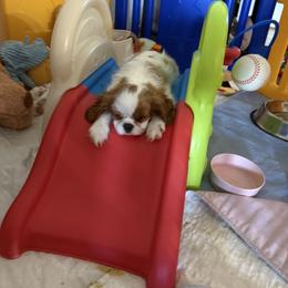 Cavalier King Charles Spaniel Puppies from Reynolds Farms Cavaliers